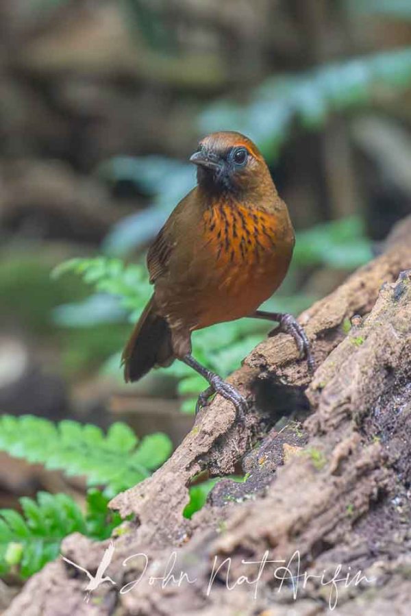 Laughingthrushes of Southeast Asia: A Bird Photographer’s Journey Across Singapore, Malaysia, Thailand, and Vietnam