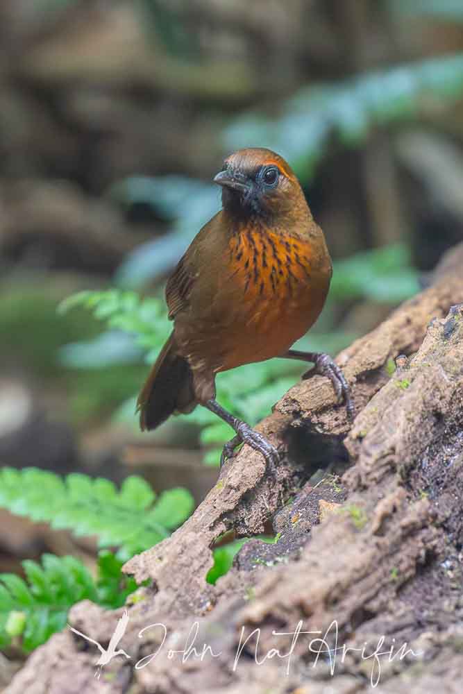 Laughingthrushes of Southeast Asia: A Bird Photographer’s Journey Across Singapore, Malaysia, Thailand, and Vietnam