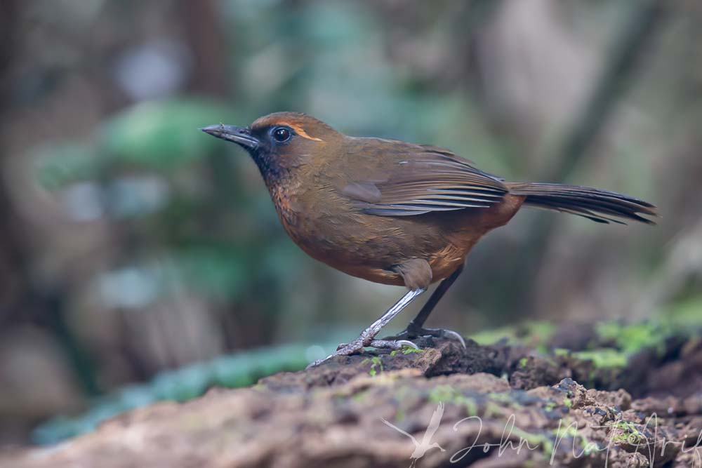 Laughingthrushes of Southeast Asia: A Bird Photographer’s Journey Across Singapore, Malaysia, Thailand, and Vietnam