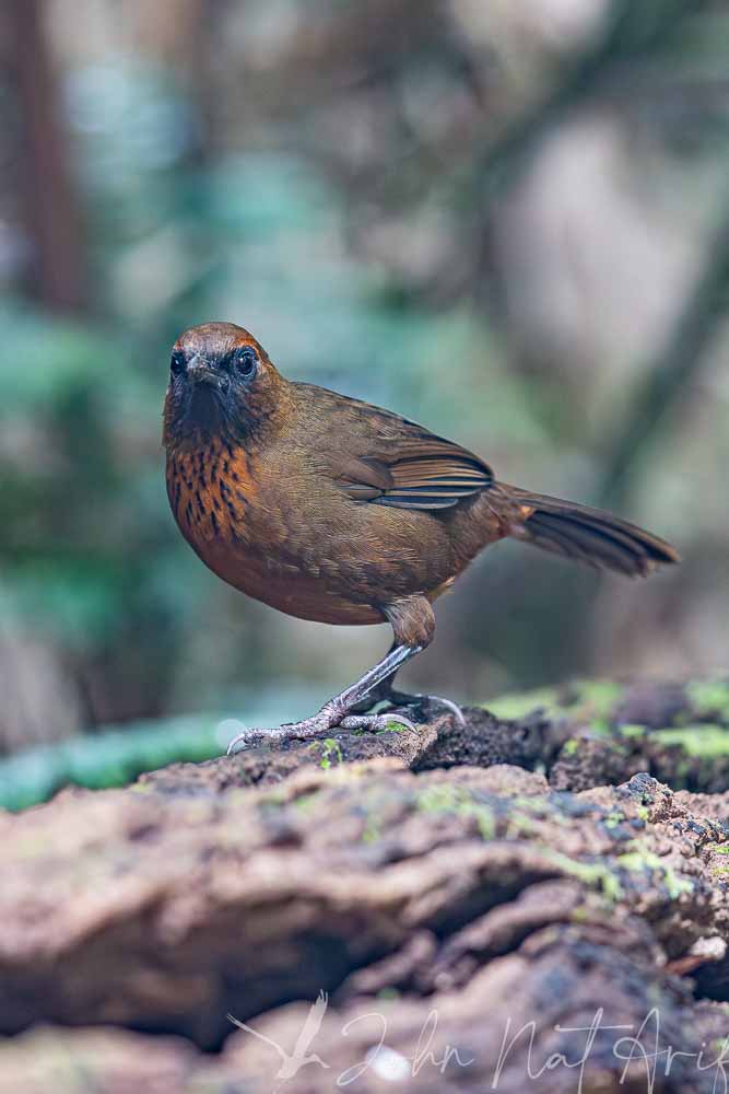 Laughingthrushes of Southeast Asia: A Bird Photographer’s Journey Across Singapore, Malaysia, Thailand, and Vietnam