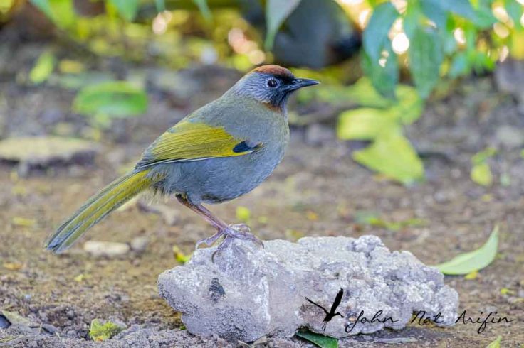 Laughingthrushes of Southeast Asia: A Bird Photographer’s Journey Across Singapore, Malaysia, Thailand, and Vietnam