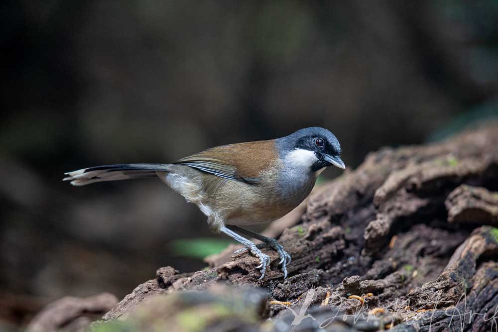 Laughingthrushes of Southeast Asia: A Bird Photographer’s Journey Across Singapore, Malaysia, Thailand, and Vietnam