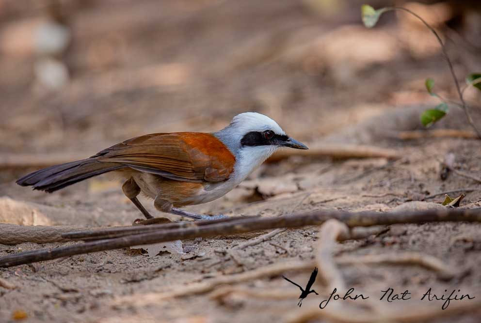 Laughingthrushes of Southeast Asia: A Bird Photographer’s Journey Across Singapore, Malaysia, Thailand, and Vietnam