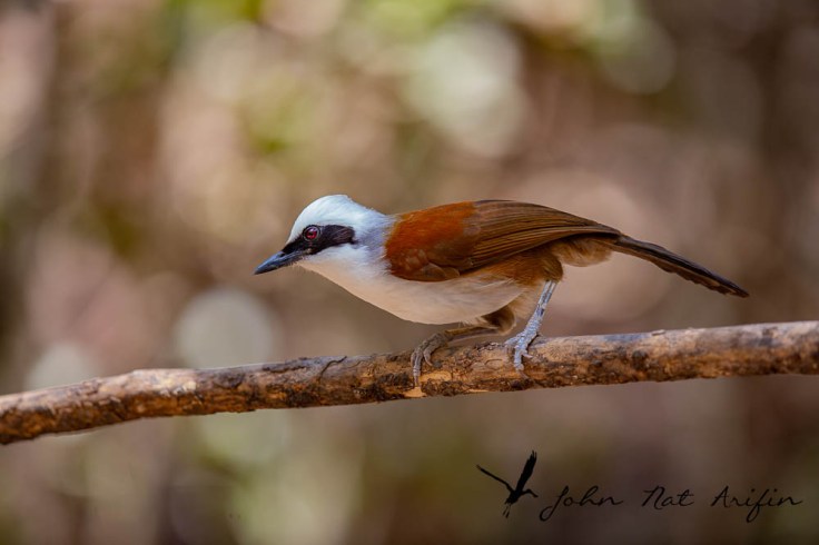 Laughingthrushes of Southeast Asia: A Bird Photographer’s Journey Across Singapore, Malaysia, Thailand, and Vietnam