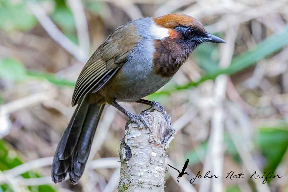 Laughingthrushes of Southeast Asia: A Bird Photographer’s Journey Across Singapore, Malaysia, Thailand, and Vietnam